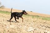 DOBERMANN 058